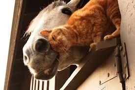 Back Yard Buddies, Barn Farm Cats photo 3