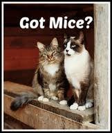 Back Yard Buddies, Barn Farm Cats photo 1