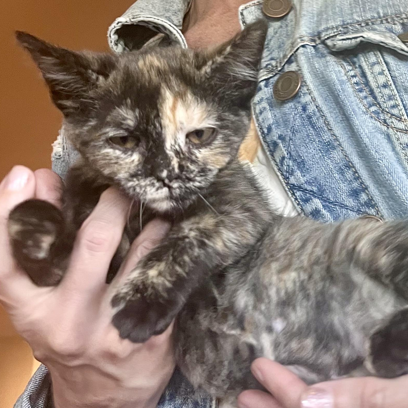 Enlarge Cheerio, a Adopted mixed breed in South Park, PA image 1/3