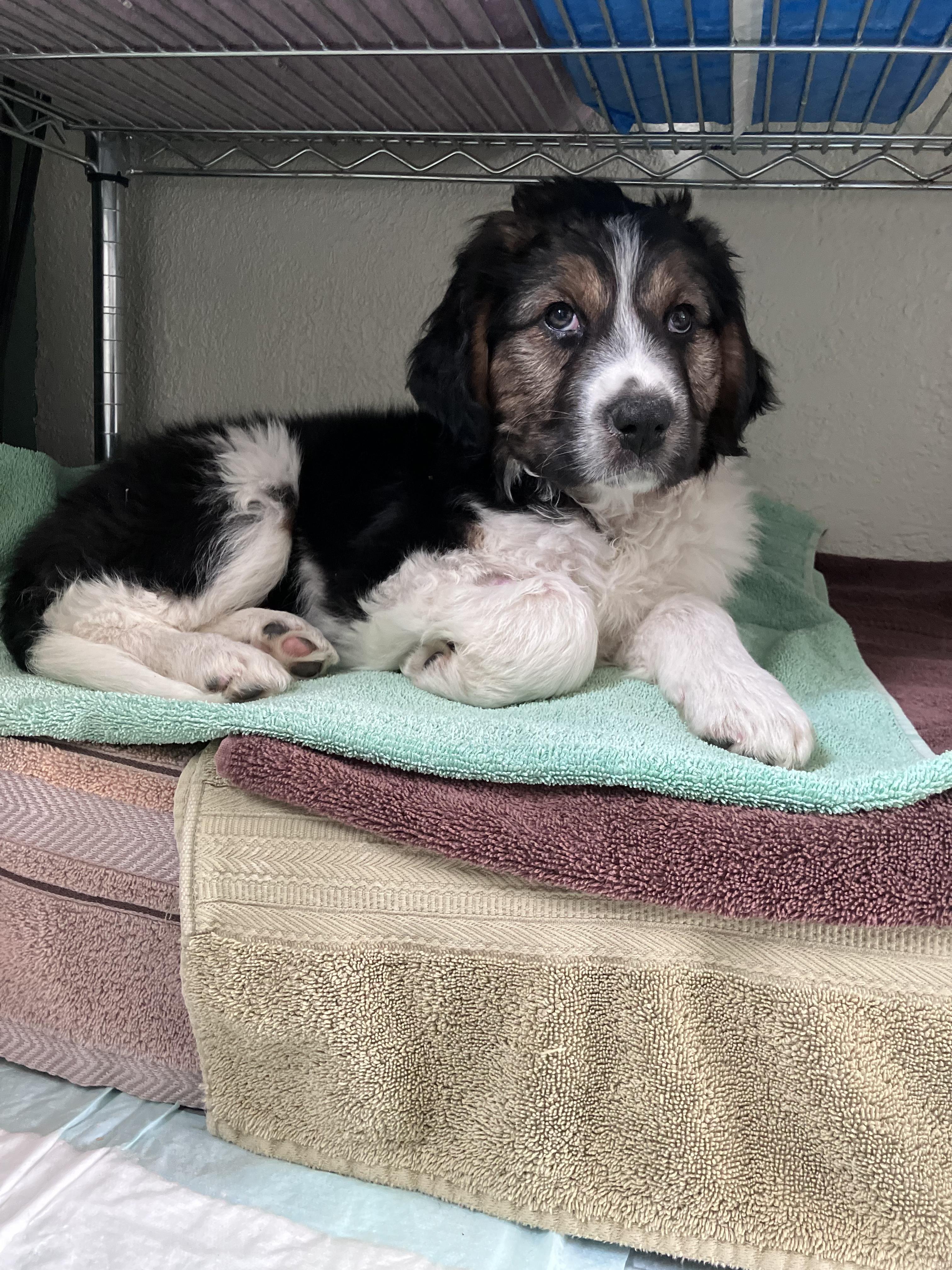 Enlarge Jess, a ADOPTABLE mixed breed in Fort Collins, CO image 3/5