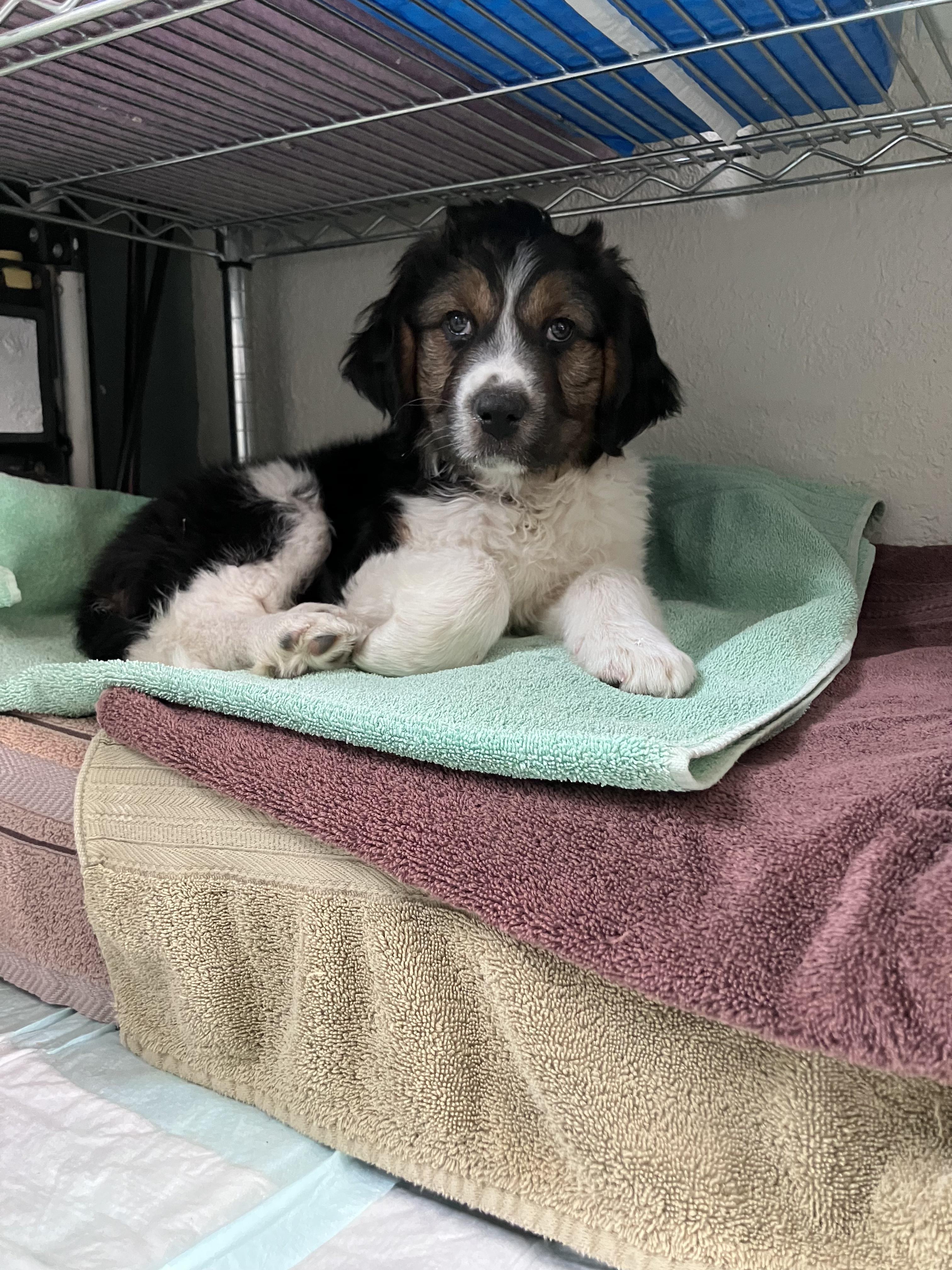 Enlarge Jess, a ADOPTABLE mixed breed in Fort Collins, CO image 5/5