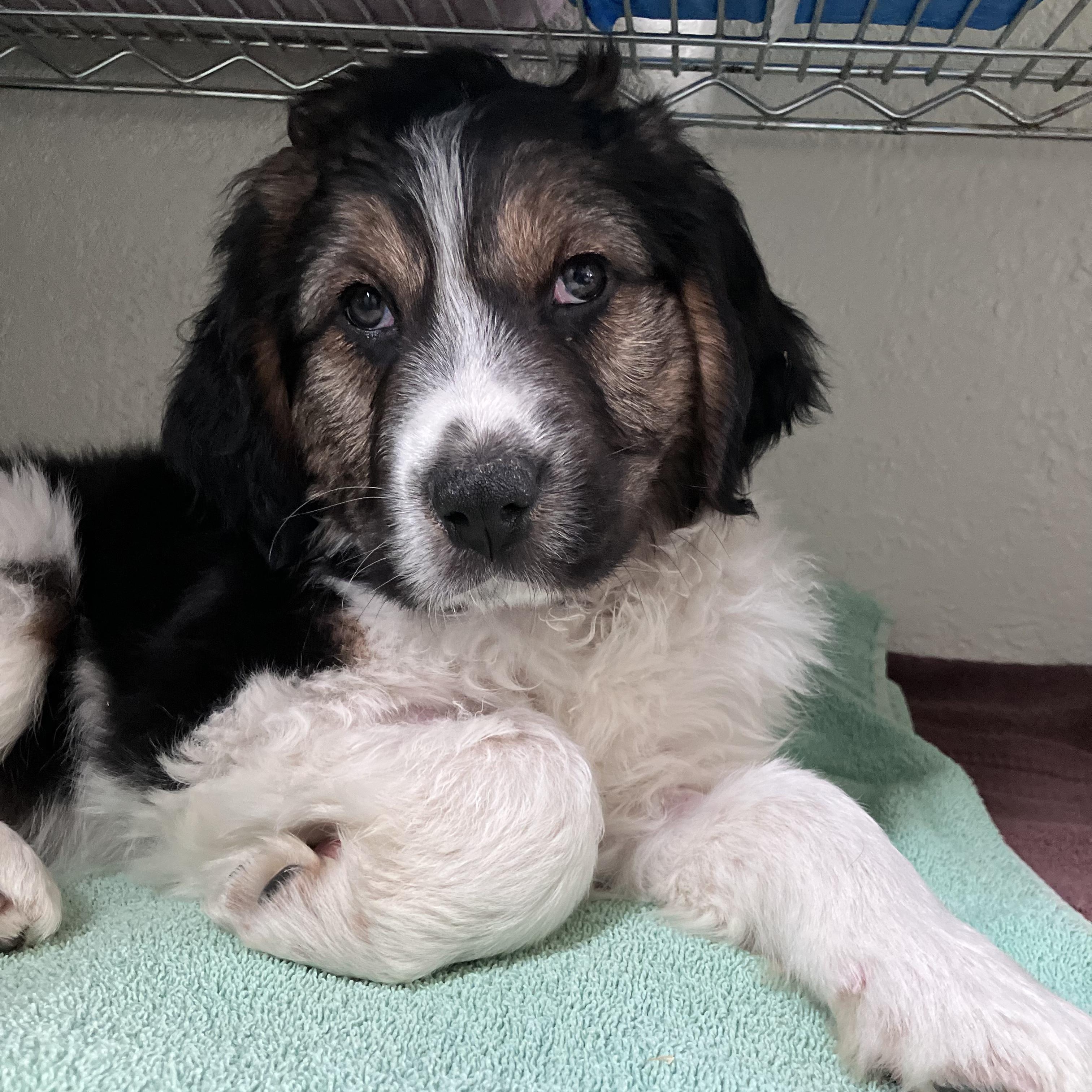Enlarge Jess, a ADOPTABLE mixed breed in Fort Collins, CO image 1/5