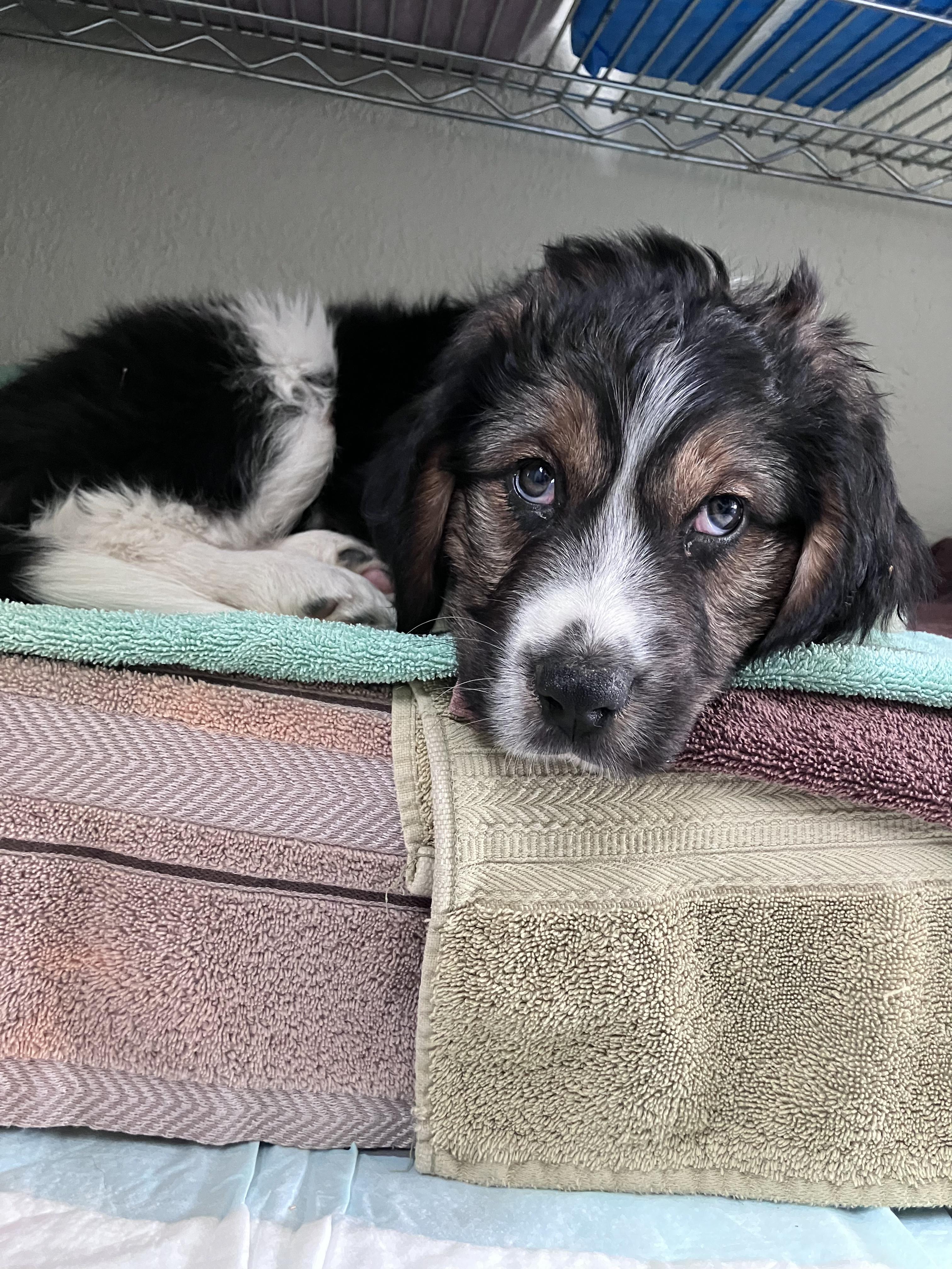 Enlarge Jess, a ADOPTABLE mixed breed in Fort Collins, CO image 2/5