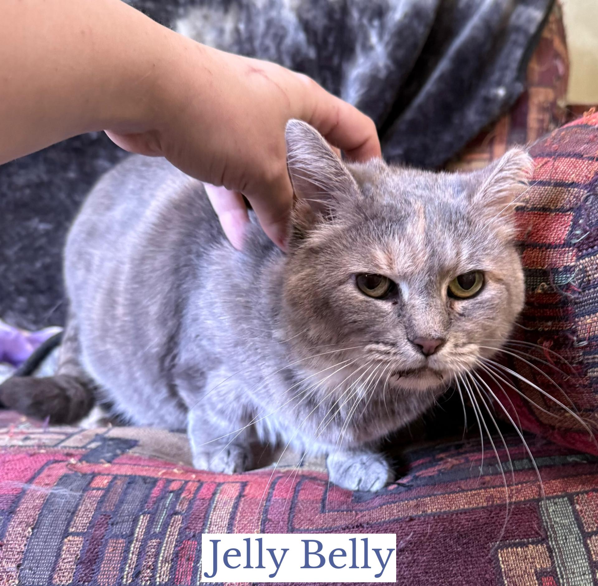Enlarge Jelly Belly, an adopted Domestic Short Hair in Berkeley Springs, WV image 1/3