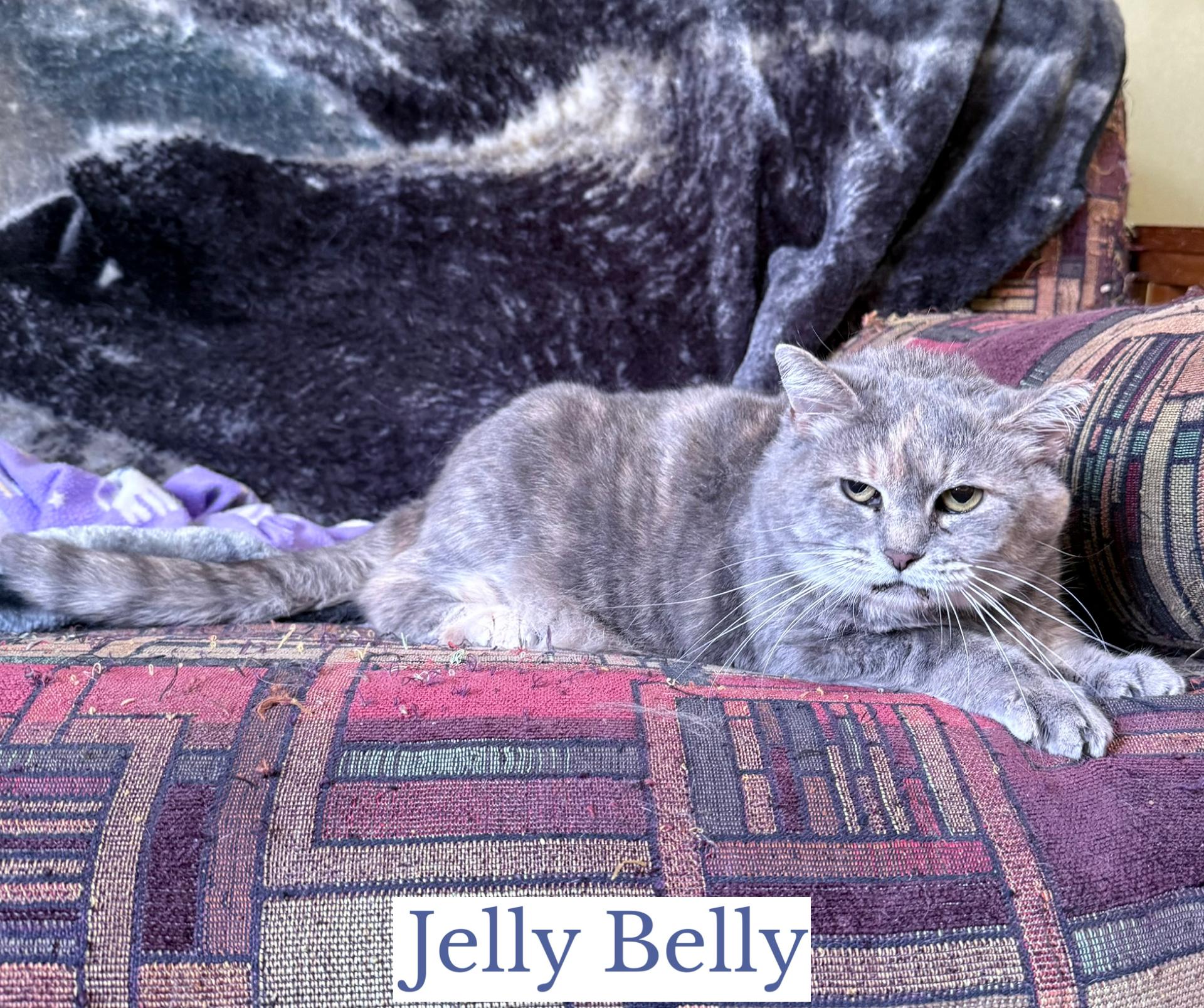 Enlarge Jelly Belly, an adopted Domestic Short Hair in Berkeley Springs, WV image 2/3
