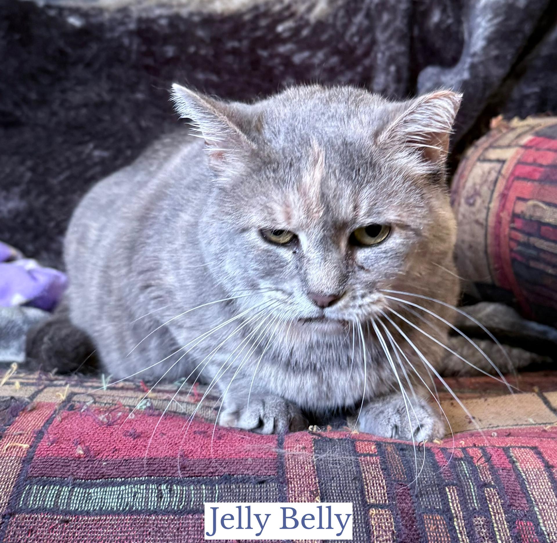 Enlarge Jelly Belly, an adopted Domestic Short Hair in Berkeley Springs, WV image 3/3