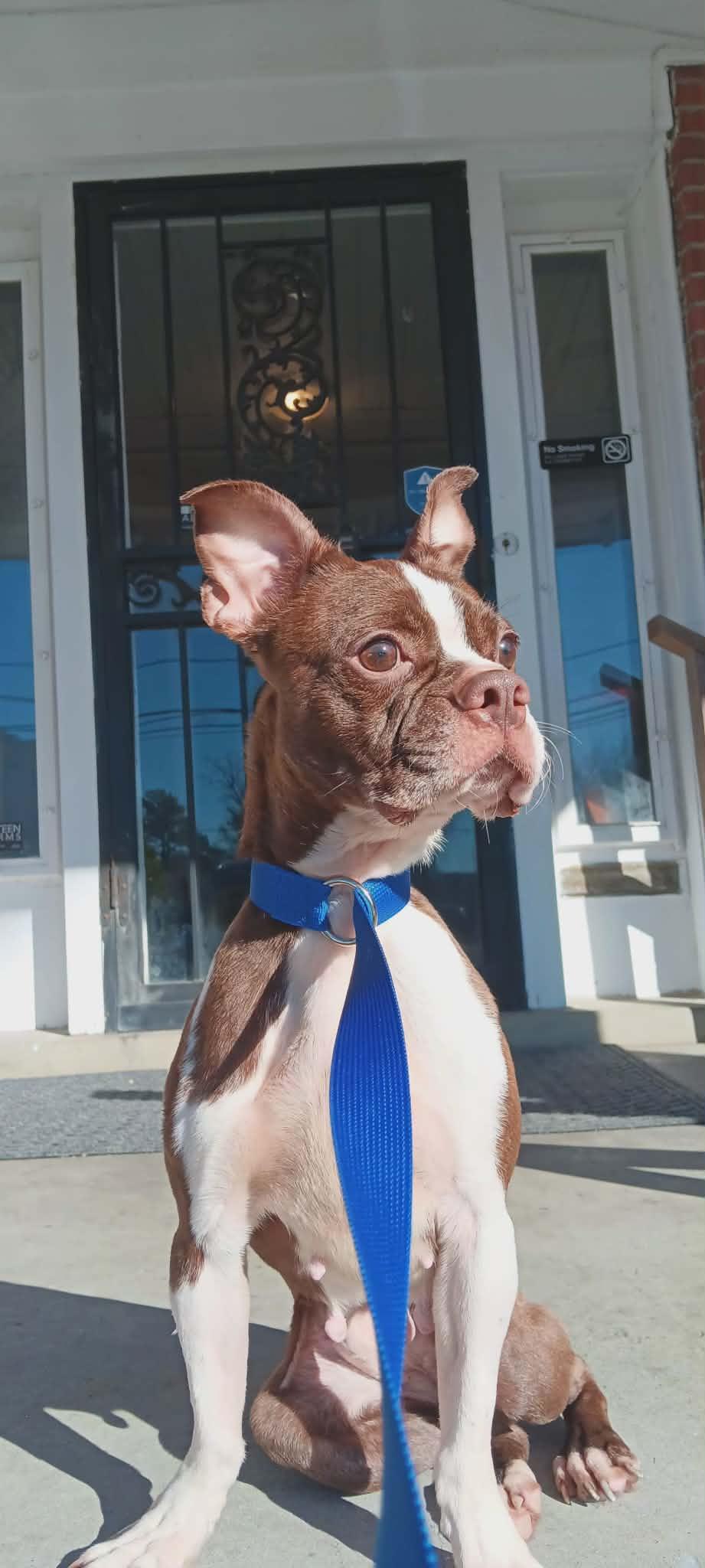 Sox, Adoptable, Adult Female Boston Terrier.