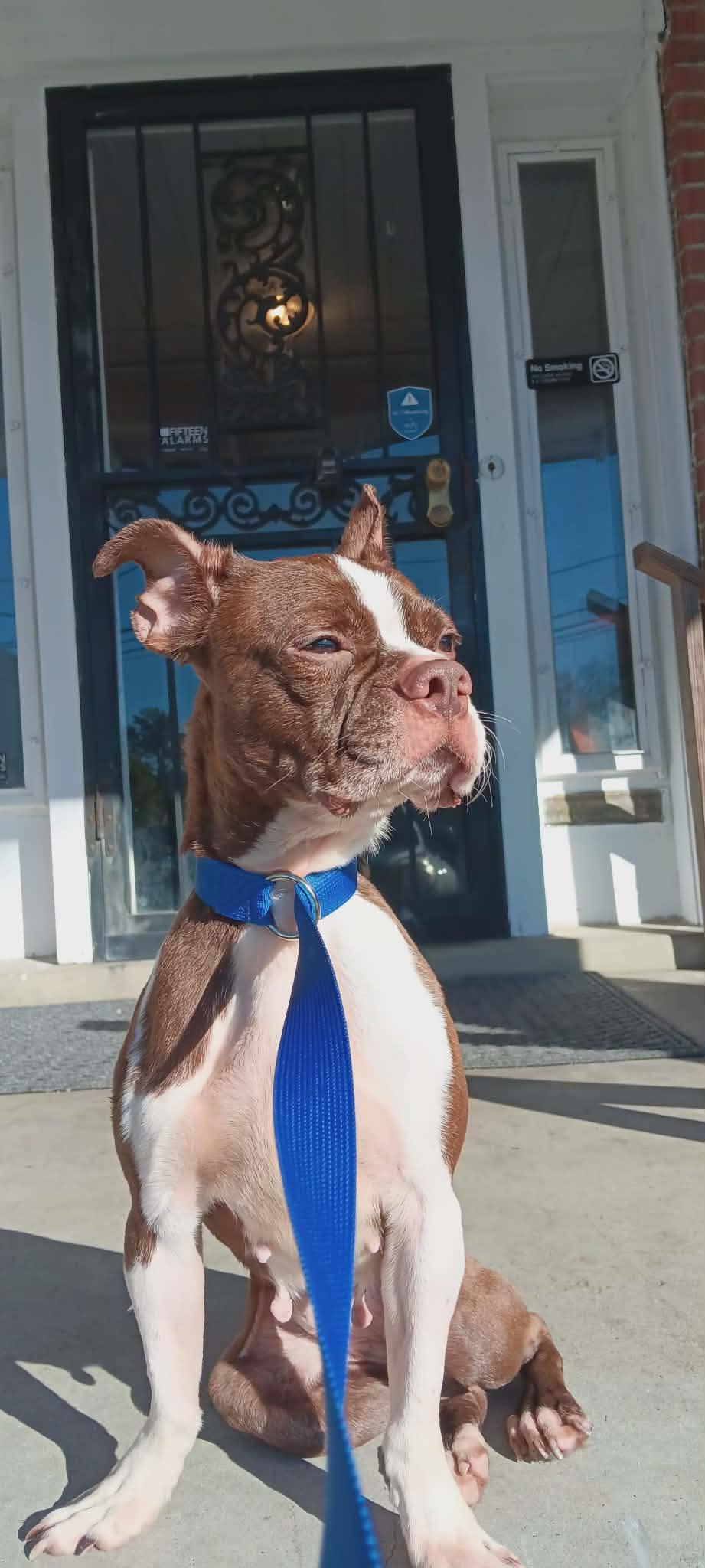 Enlarge Sox, an adopted Boston Terrier in Fishkill, NY image 2/2
