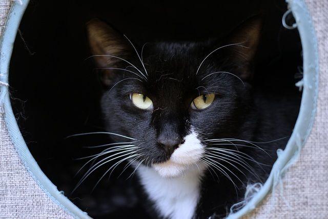 Enlarge Percy, a Adoptable Domestic Short Hair in Portland, OR image 5/5