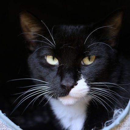 Percy, a Adoptable Domestic Short Hair in Portland, OR image 1/5