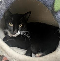 Percy, a Adoptable Domestic Short Hair in Portland, OR image 4/5