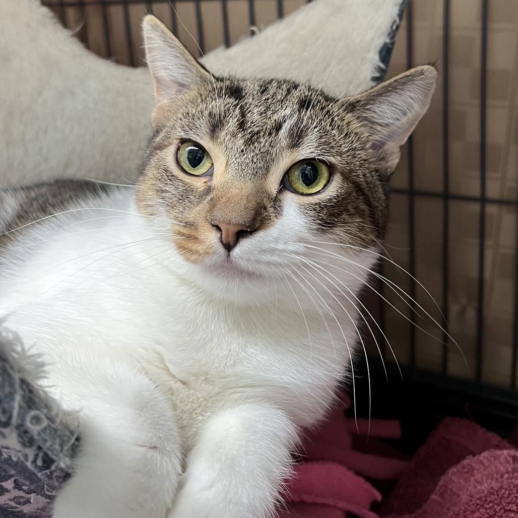 Starbucks, Adoptable, Young Female Domestic Short Hair.