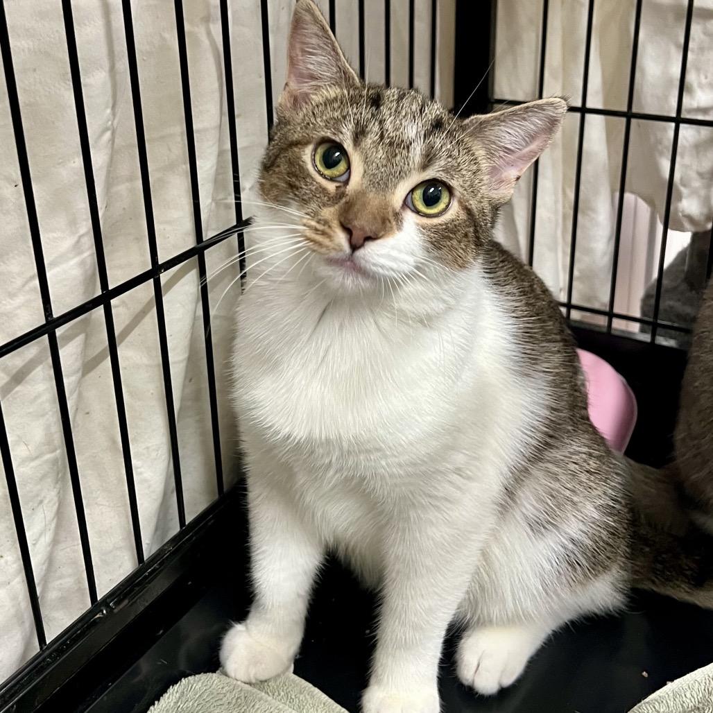 Enlarge Starbucks, a Adoptable Domestic Short Hair in Mount Laurel, NJ image 2/6