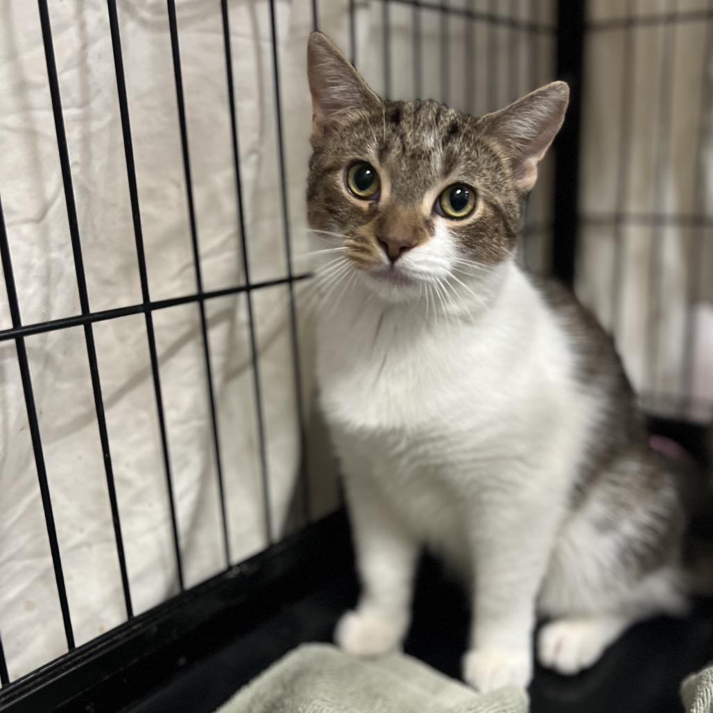 Enlarge Starbucks, a Adoptable Domestic Short Hair in Mount Laurel, NJ image 3/6