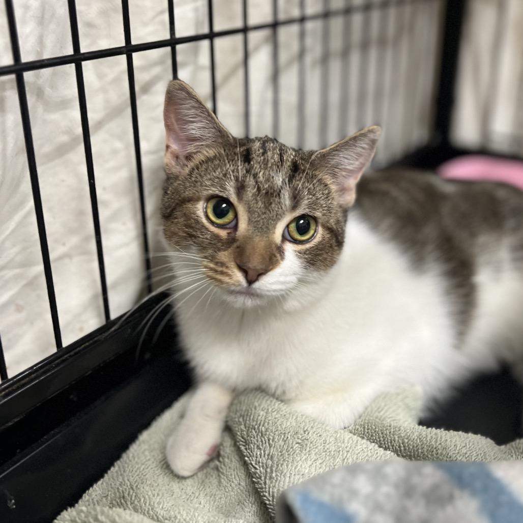 Enlarge Starbucks, a Adoptable Domestic Short Hair in Mount Laurel, NJ image 4/6