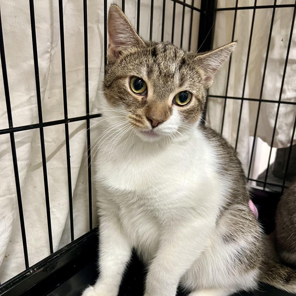 Enlarge Starbucks, a Adoptable Domestic Short Hair in Mount Laurel, NJ image 5/6