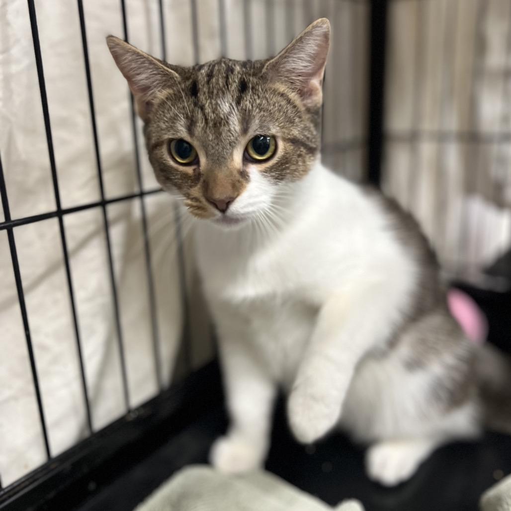 Enlarge Starbucks, a Adoptable Domestic Short Hair in Mount Laurel, NJ image 6/6