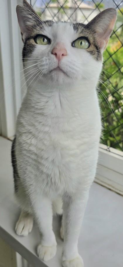 Enlarge Lu Lu, a Adoptable Domestic Short Hair in Honolulu, HI image 1/3