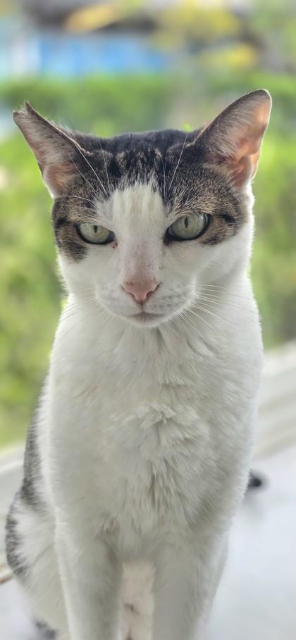 Enlarge Lu Lu, a Adoptable Domestic Short Hair in Honolulu, HI image 2/3