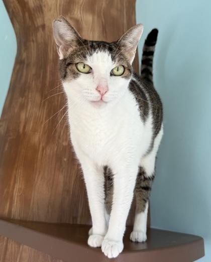Enlarge Lu Lu, a Adoptable Domestic Short Hair in Honolulu, HI image 3/3