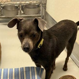 Enlarge Willy, an adopted mixed breed in Driggs, ID image 1/4