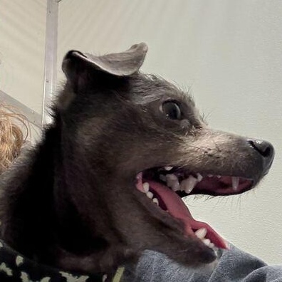 Enlarge Willy, an adopted mixed breed in Driggs, ID image 2/4