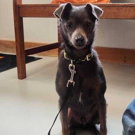 Enlarge Willy, an adopted mixed breed in Driggs, ID image 3/4