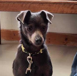 Enlarge Willy, an adopted mixed breed in Driggs, ID image 4/4