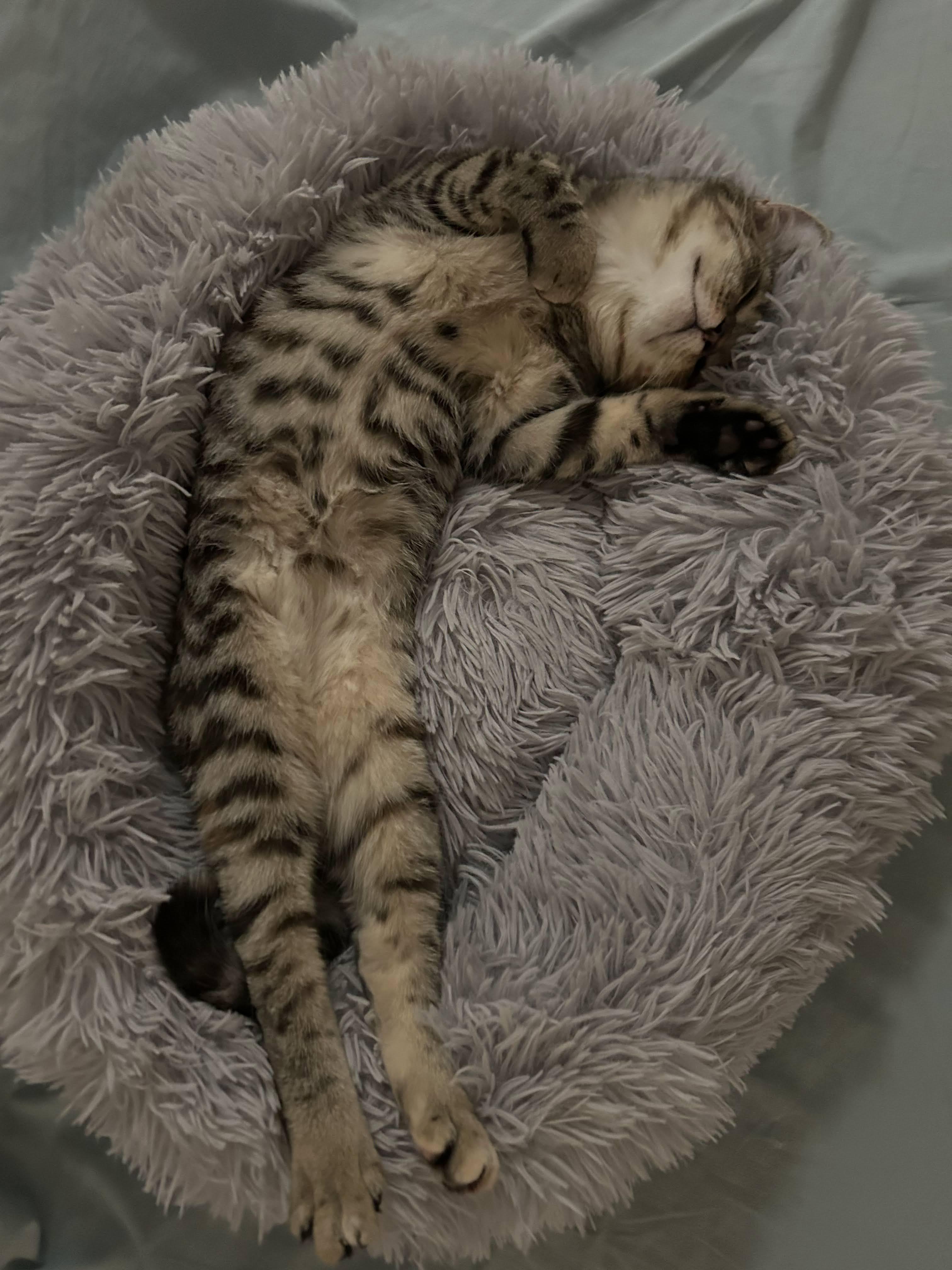 Enlarge Pepper & Toast, a ADOPTABLE American Shorthair in brooklyn, NY image 4/6