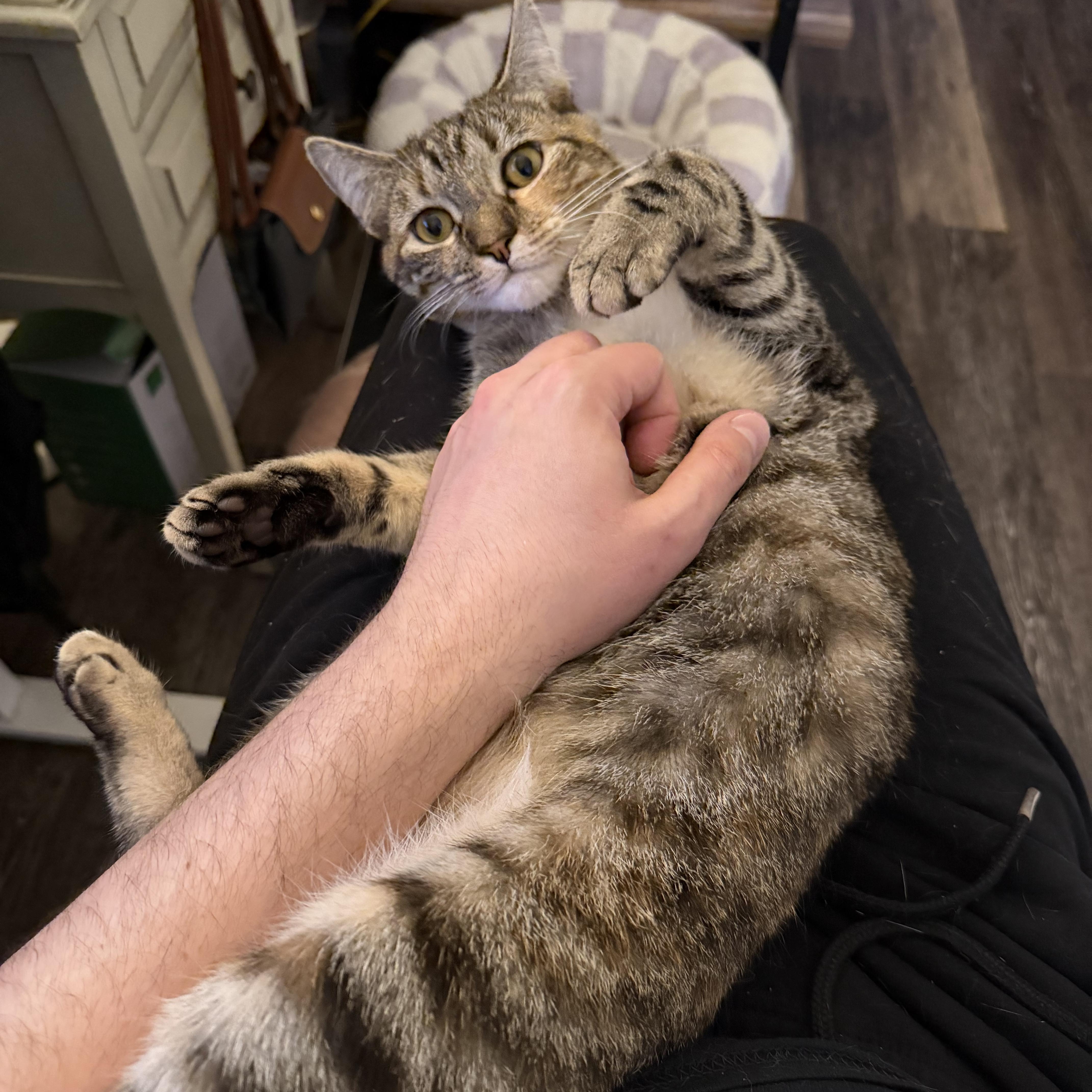 Enlarge Pepper & Toast, a ADOPTABLE American Shorthair in brooklyn, NY image 2/6