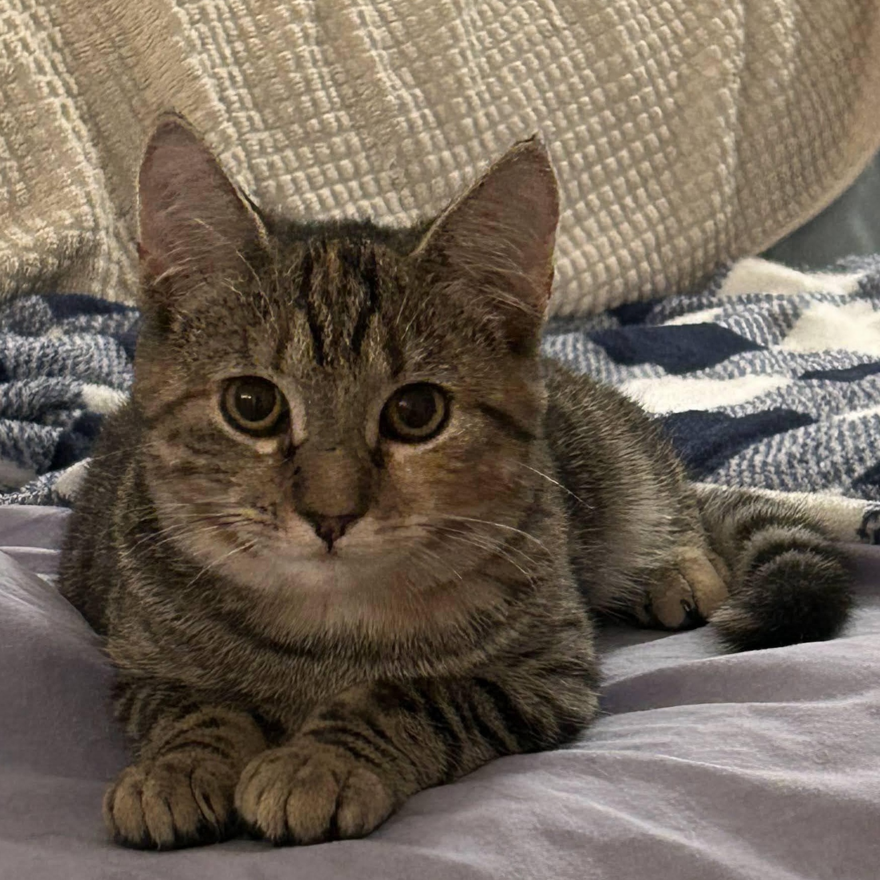 Enlarge Pepper & Toast, a ADOPTABLE American Shorthair in brooklyn, NY image 5/6