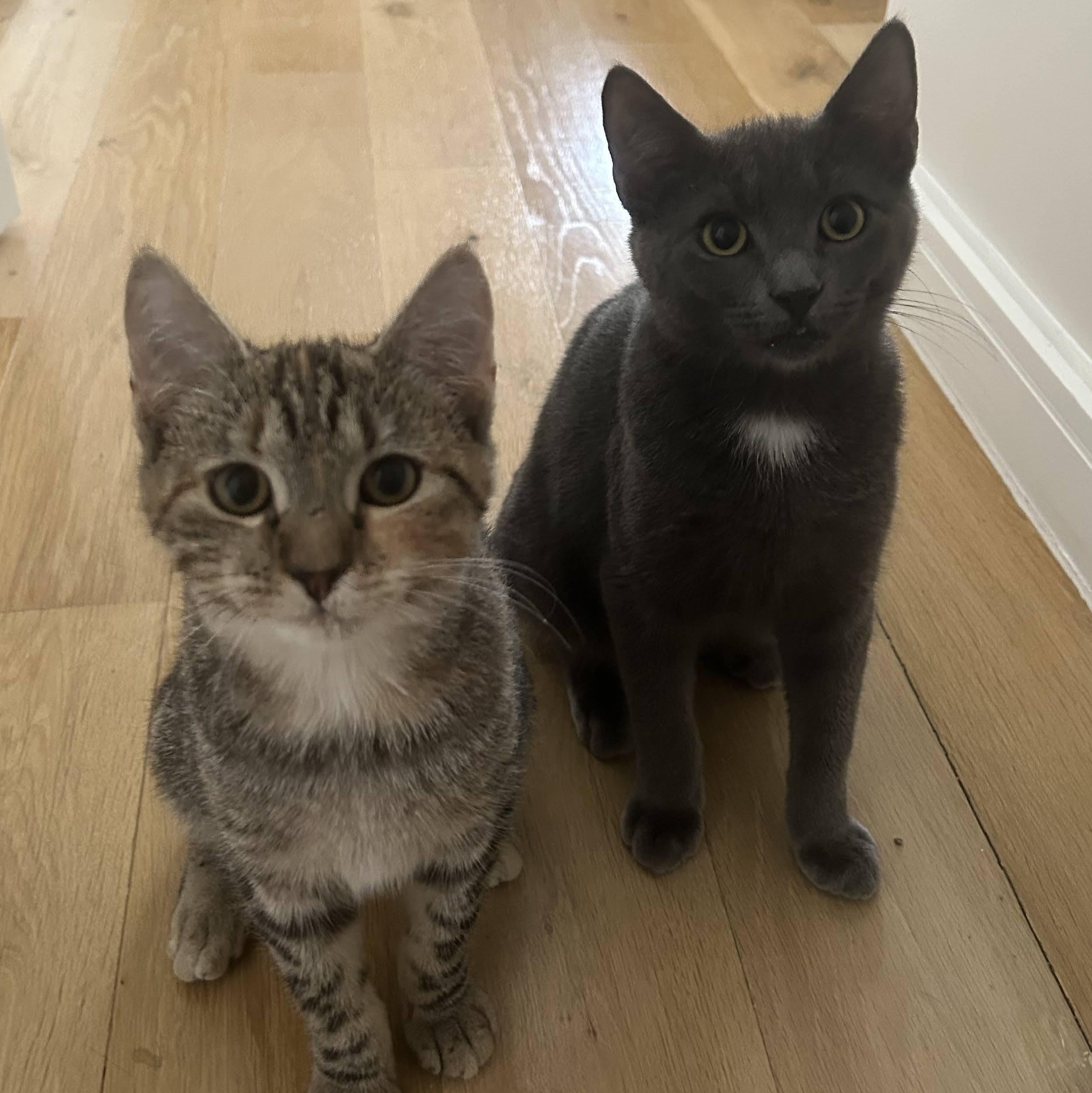 Pepper & Toast, ADOPTABLE, Kitten Male American Shorthair.