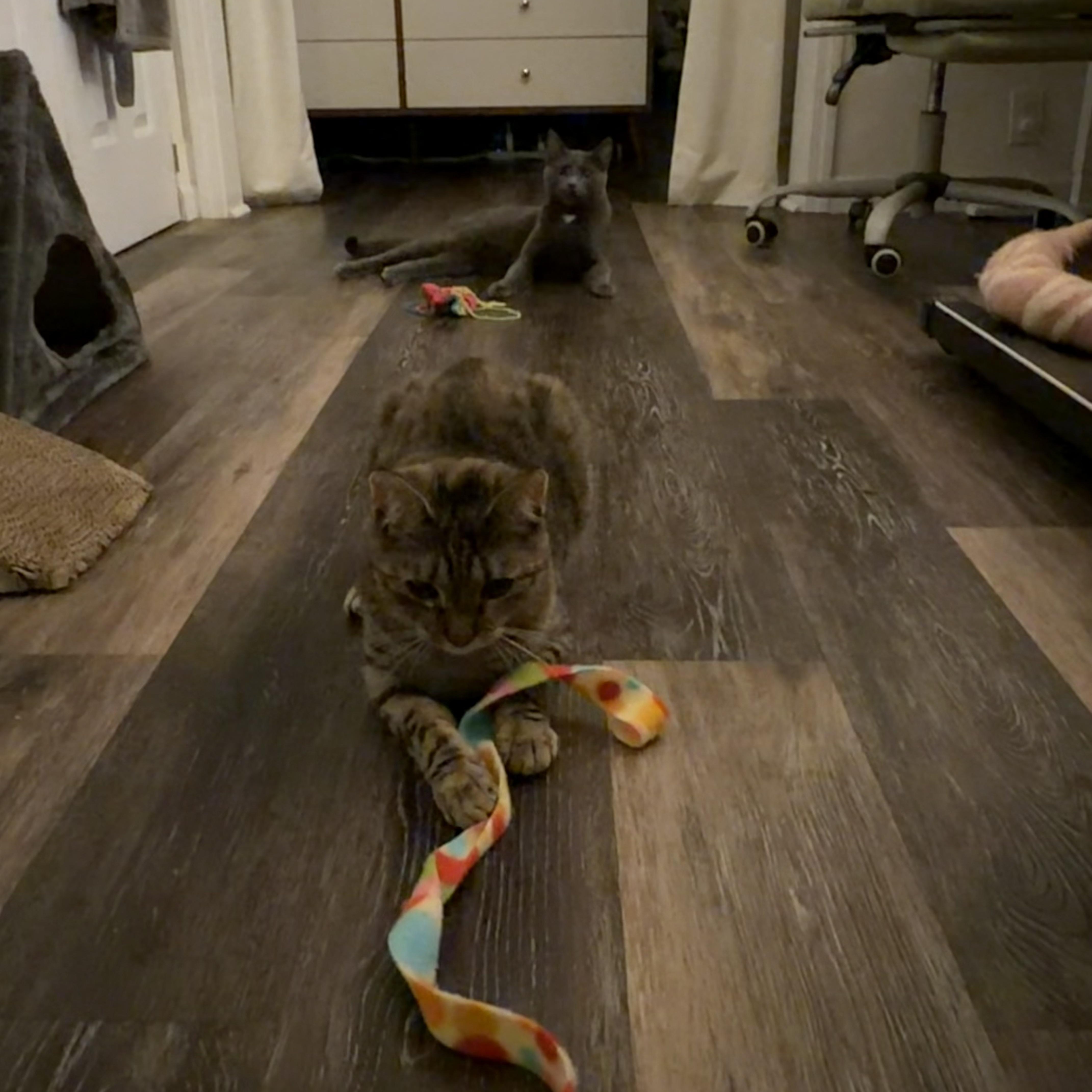 Enlarge Pepper & Toast, a ADOPTABLE American Shorthair in brooklyn, NY image 5/6