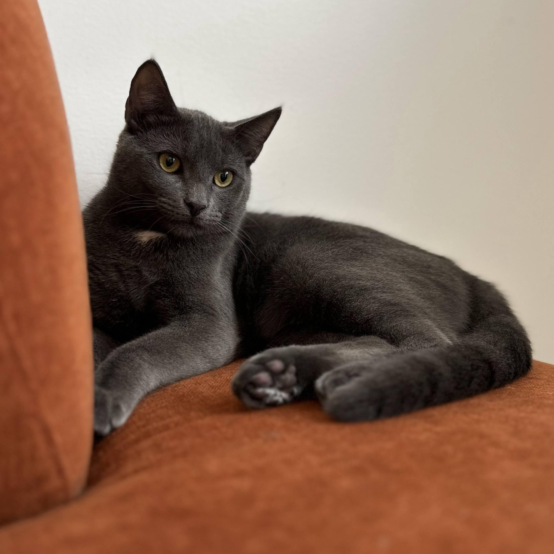 Enlarge Pepper & Toast, a ADOPTABLE American Shorthair in brooklyn, NY image 3/6