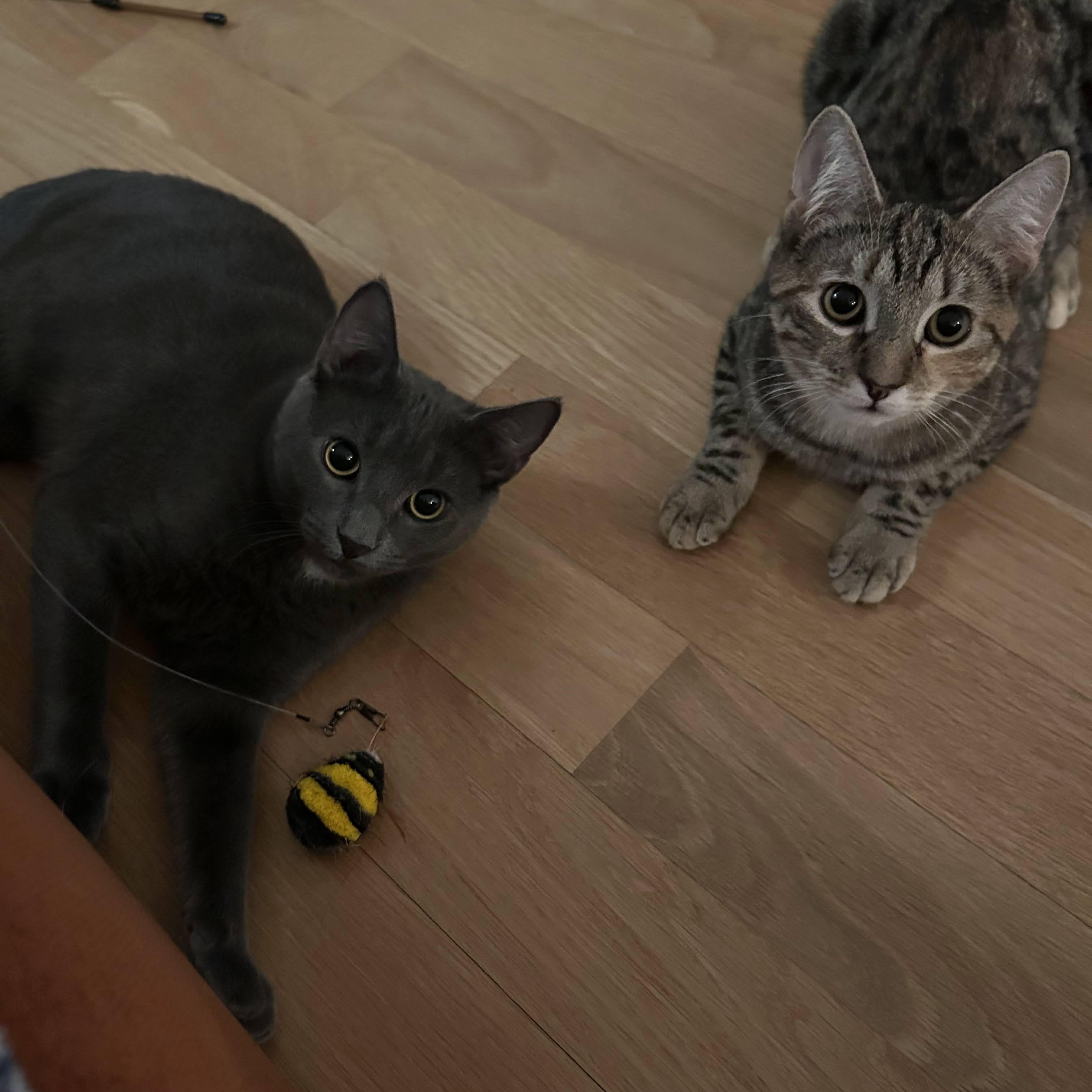 Pepper & Toast, ADOPTABLE, Kitten Male American Shorthair.