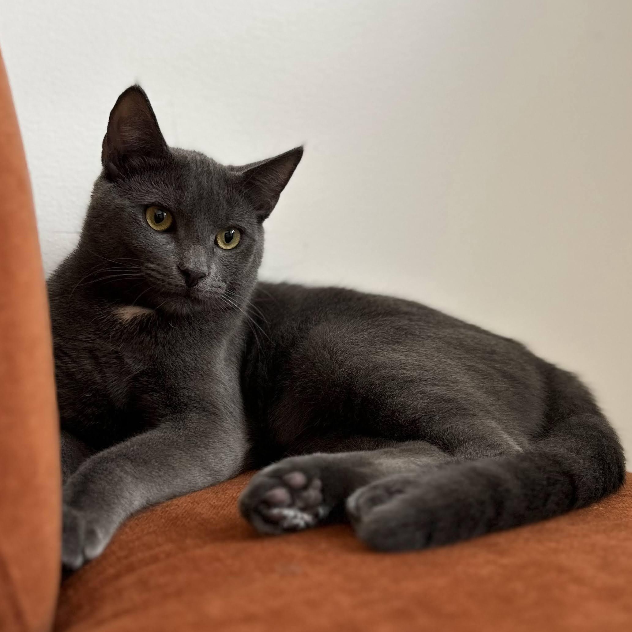 Enlarge Pepper & Toast, a ADOPTABLE American Shorthair in brooklyn, NY image 3/6