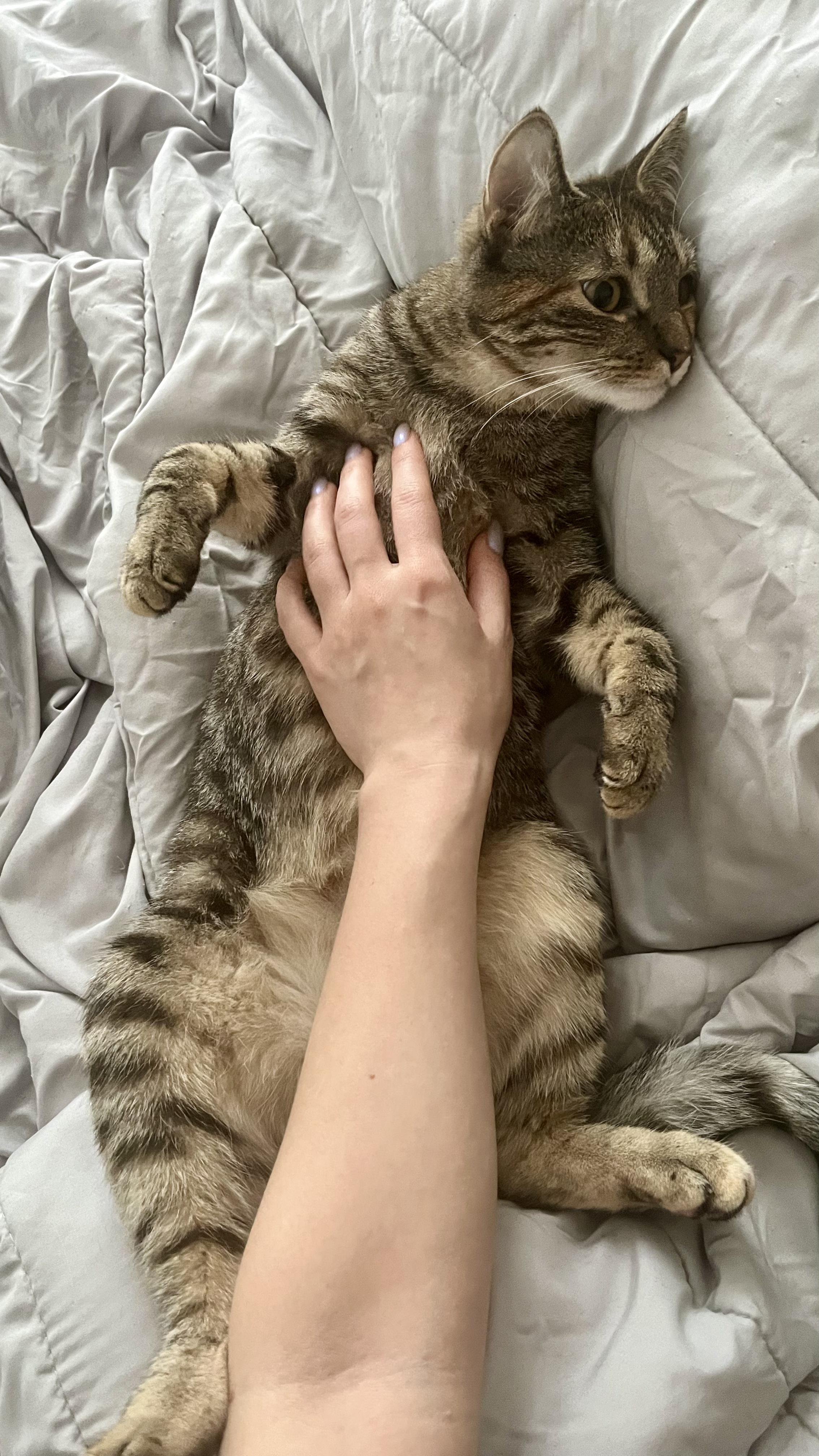 Enlarge Pepper & Toast, a ADOPTABLE American Shorthair in brooklyn, NY image 4/6