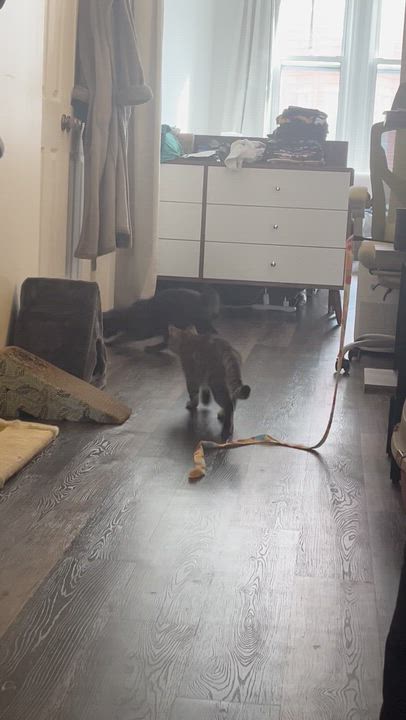 Enlarge Pepper & Toast, a ADOPTABLE American Shorthair in brooklyn, NY video 6/6