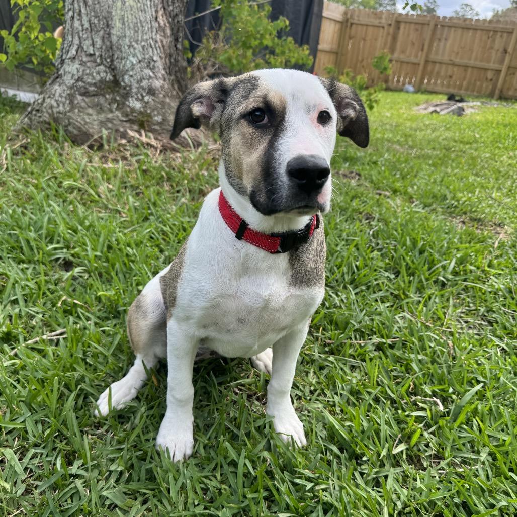 Matilda, Adoptable, Puppy Female Great Pyrenees & Mixed Breed.