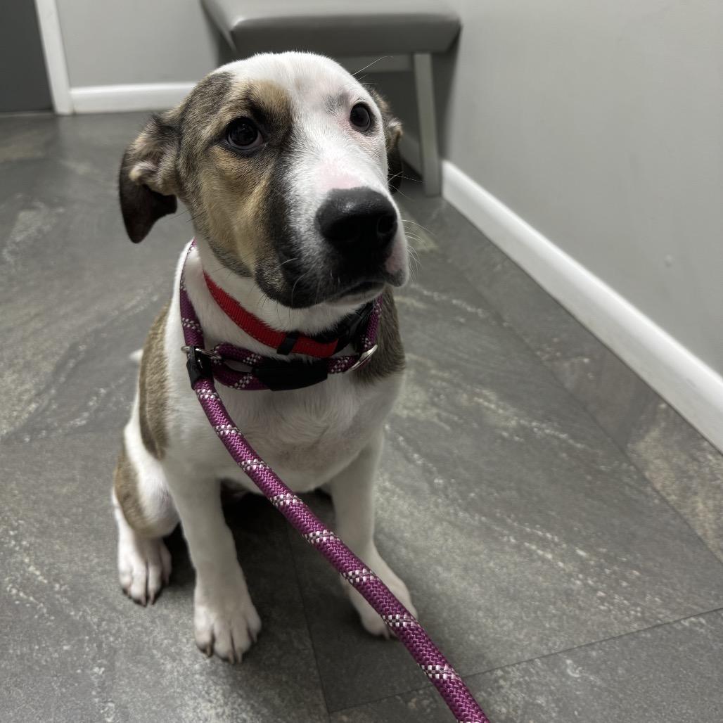 Matilda, a Adoptable mixed breed in Hollister, FL image 2/4