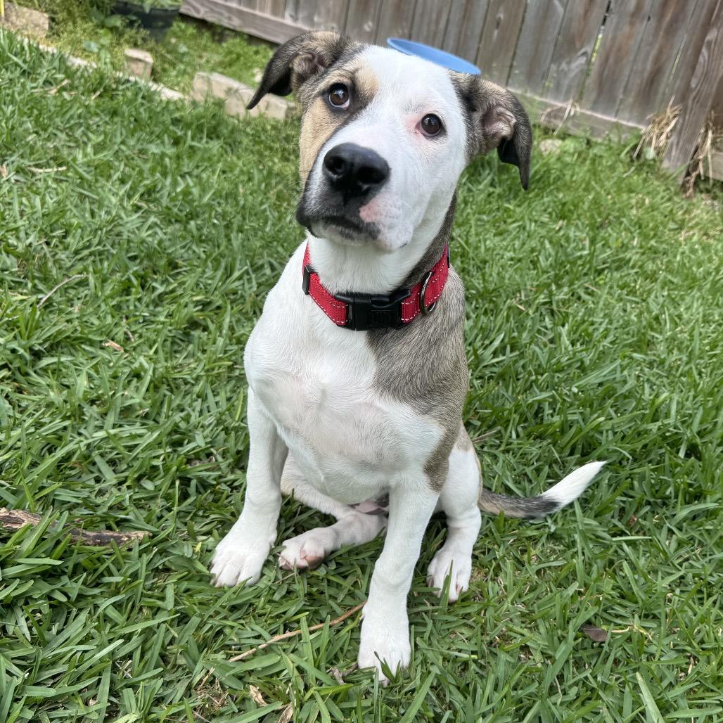 Matilda, a Adoptable mixed breed in Hollister, FL image 3/4