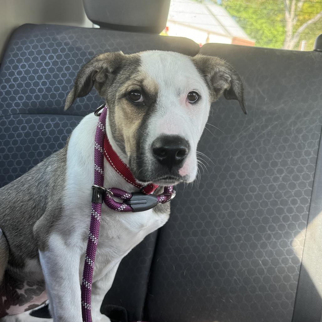 Matilda, a Adoptable mixed breed in Hollister, FL image 4/4