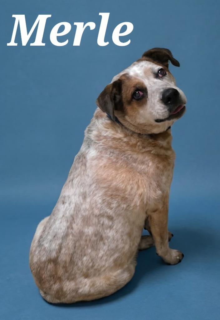 Merle/Rex, Adoptable, Senior Male Hound & Australian Cattle Dog / Blue Heeler.