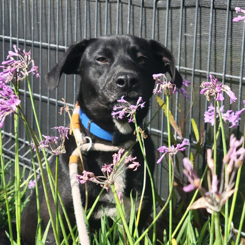 Enlarge Osmond, a Adoptable Cattle Dog in Long Beach, CA image 1/3