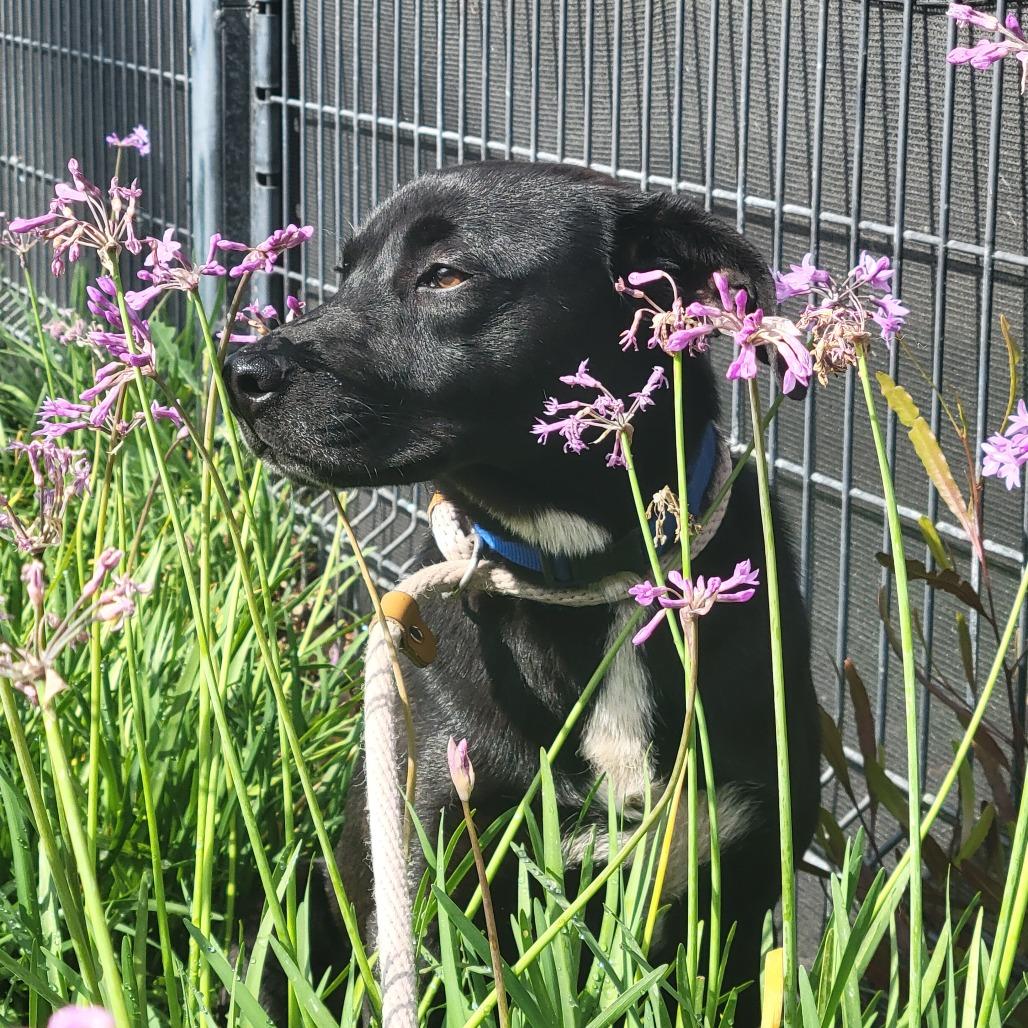 Enlarge Osmond, a Adoptable Cattle Dog in Long Beach, CA image 2/3