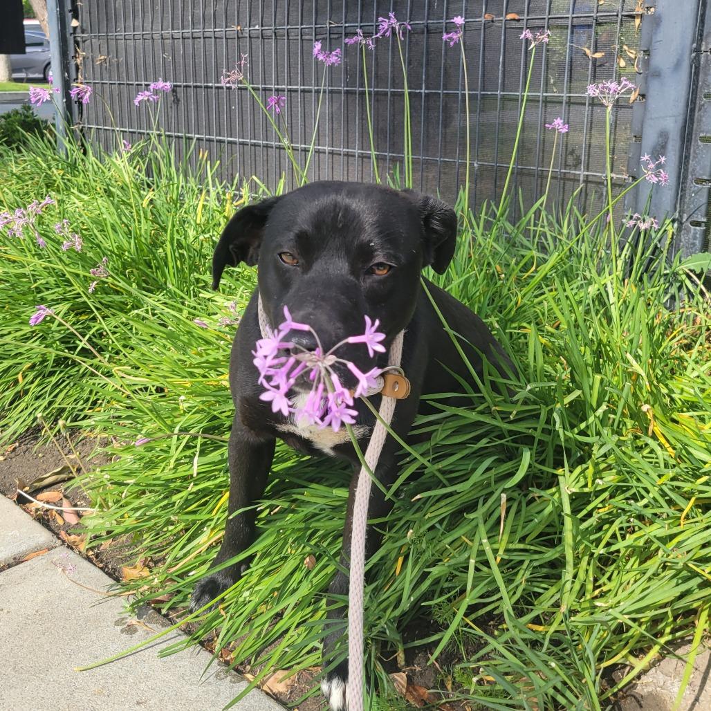 Enlarge Osmond, a Adoptable Cattle Dog in Long Beach, CA image 3/3