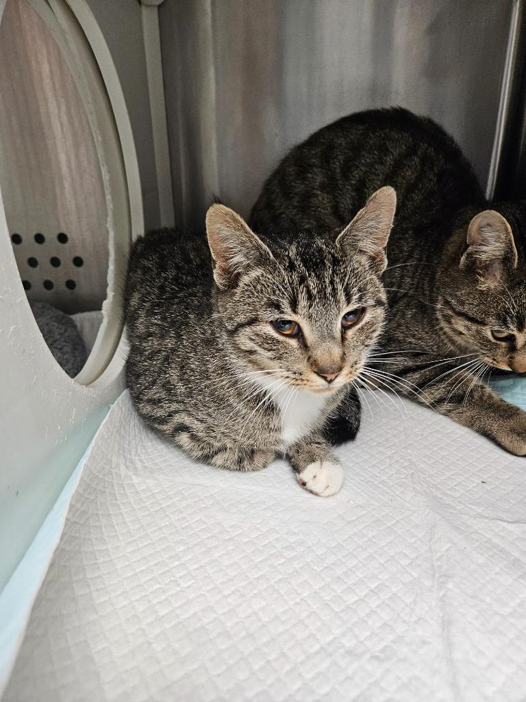 Suschi, Adoptable, Young Female Domestic Short Hair.