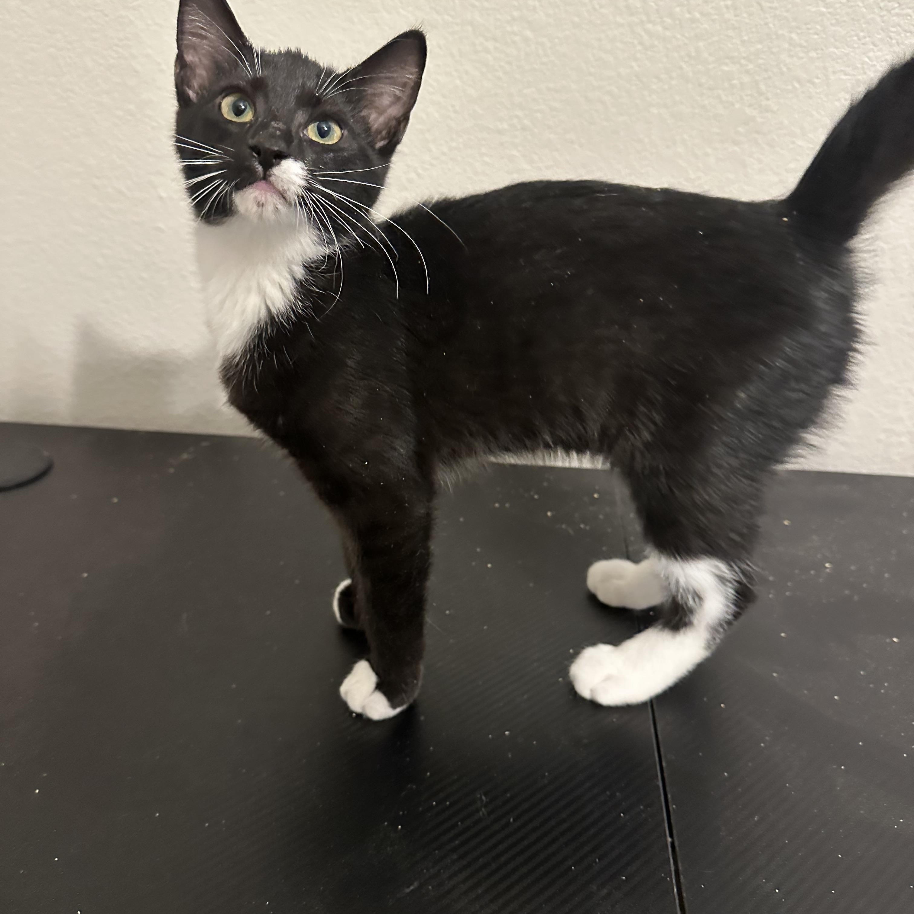 Alex, a ADOPTABLE Tuxedo in queen creek, AZ image 2/3