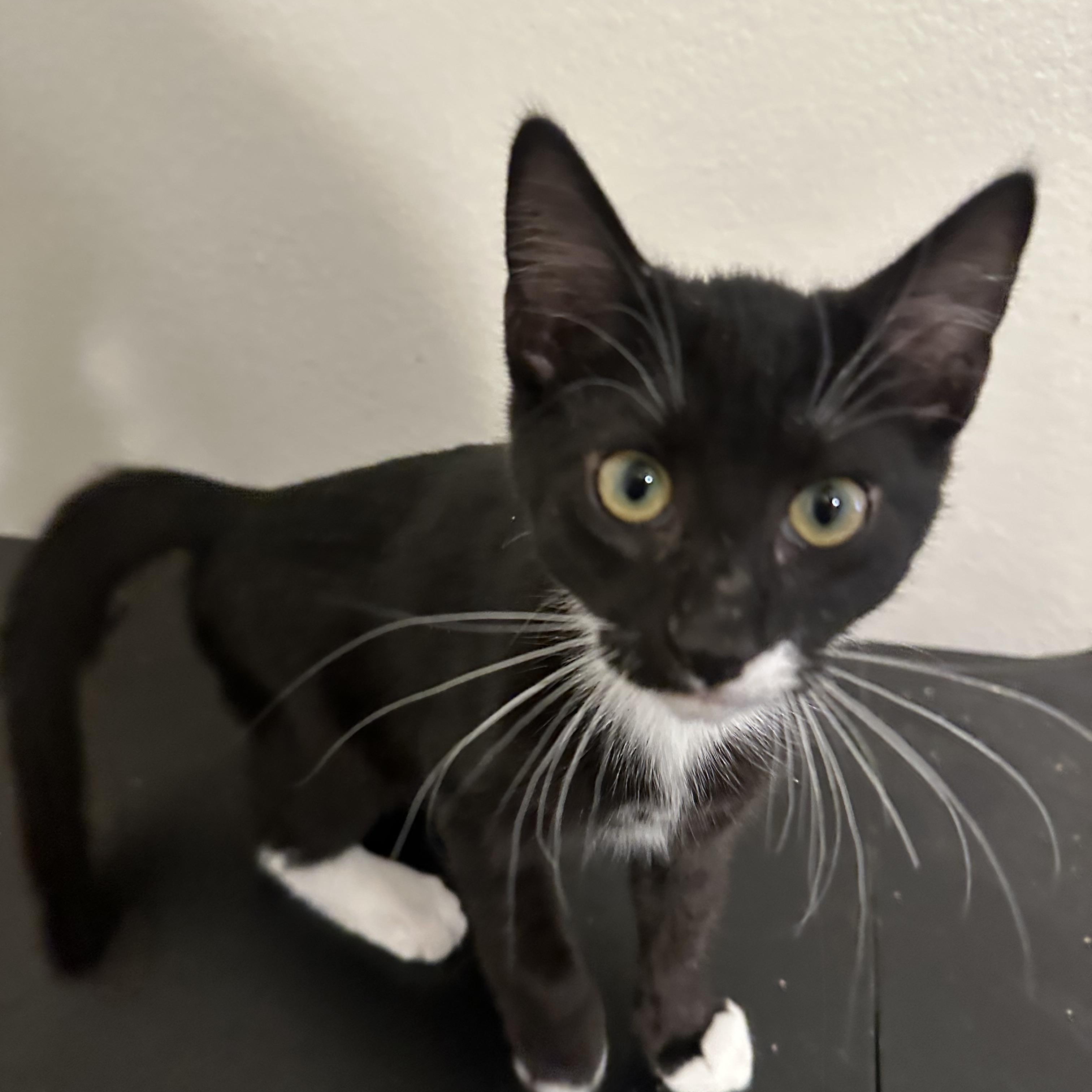 Alex, a ADOPTABLE Tuxedo in queen creek, AZ image 3/3