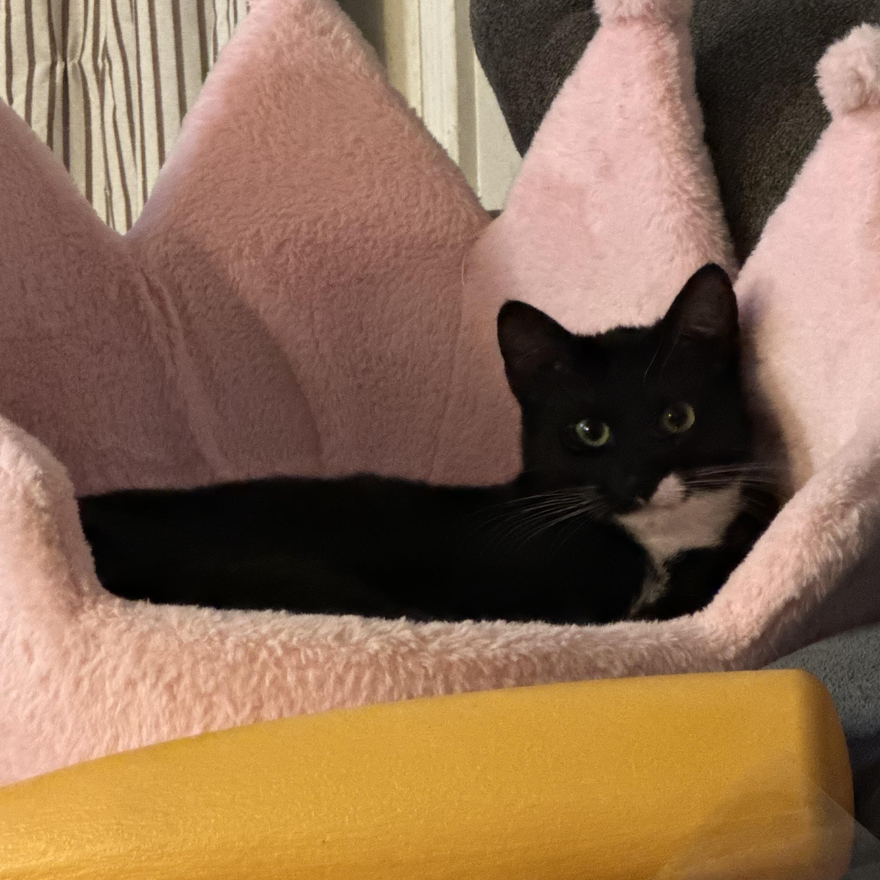 Alex, ADOPTABLE, Young Male Tuxedo.